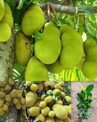 Leafyjoy Jackfruit Plant(Hybrid, Pack of 1)