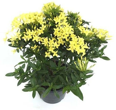 rimi Trothic Ixora/Chethi Plant(Hybrid, Pack of 1)