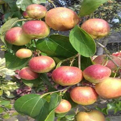 My Dream Nursery Ber Apple Plant(Hybrid, Pack of 1)