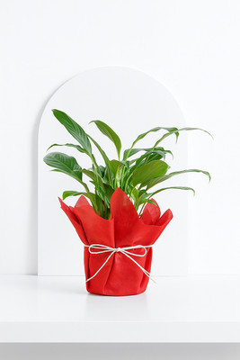 BloomShadow Peace Lily Plant(Hybrid, Pack of 1)