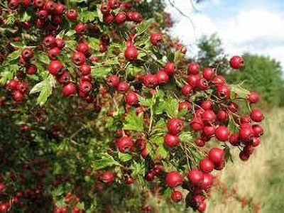 Shree krishna bhander Aloo Bukhara/Plum Plant(Hybrid, Pack of 1)