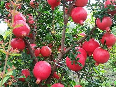 GreenLife Pomegranate Plant(Hybrid, Pack of 1)