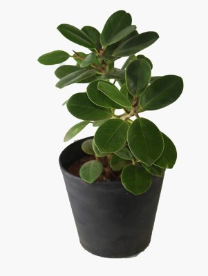 Agacha Ficus Plant(Hybrid, Pack of 1)