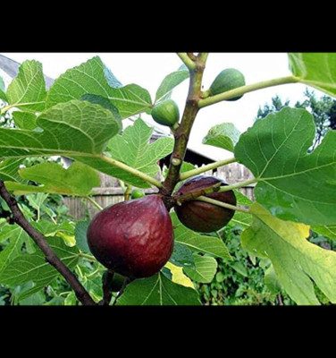ibains Gular/Cluster Fig Plant(Hybrid, Pack of 1)