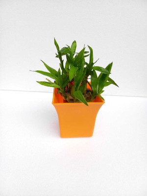 Flora Solutions Two Layer Bamboo Plant(Hybrid, Pack of 1)