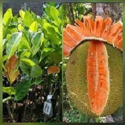 AICHPLANTSEED Jackfruit Plant(Hybrid, Pack of 1)