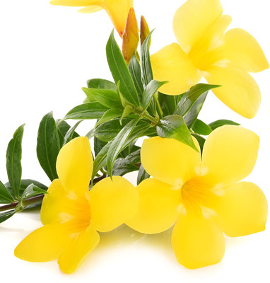 ALOCHUZ Yellow Allamanda Plant(Hybrid, Pack of 1)