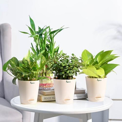 UGAOO Jade Plant, Variegated Money Plant, Golden Money Plant, Two Layer Bamboo Plant(Pack of 4)