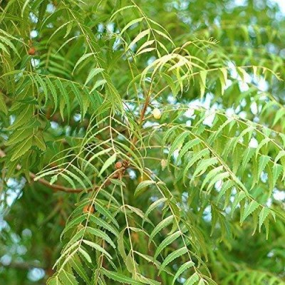 APOSOLUARD Neem Plant(Hybrid, Pack of 1)