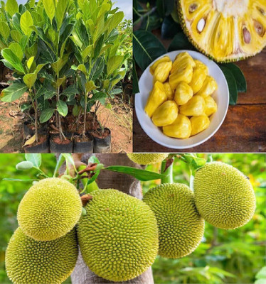 Leafyjoy Jackfruit Plant(Hybrid, Pack of 1)