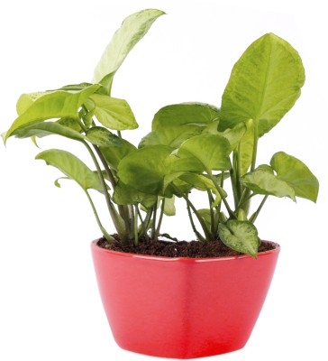 Pi Agro Farms Syngonium Plant(Hybrid, Pack of 1)