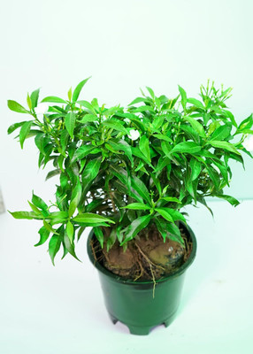 NB Trading Chandini Flowering Plant(Hybrid, Pack of 1)