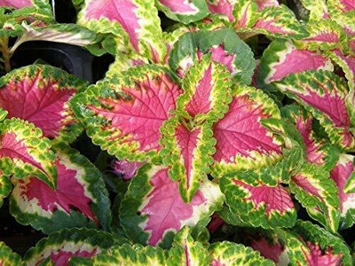 Cloud Farm Coleus Plant(Hybrid, Pack of 1)