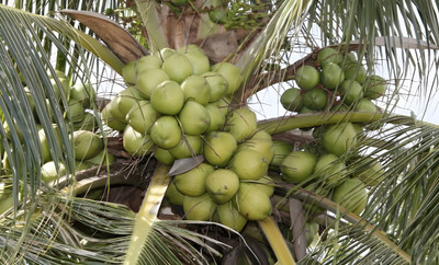 Manjunursery Coconut Plant(Hybrid, Pack of 1)