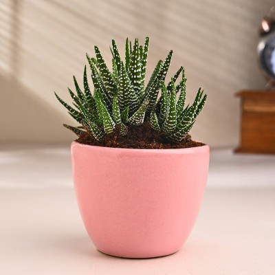 Floweraura Haworthia Cactus(Hybrid, Pack of 1)