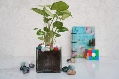 QUICKNCHARM Syngonium Plant(Pack of 1)