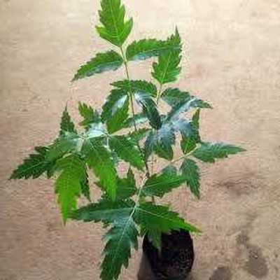 PB HONEY PRIYA PLaNTS Neem Plant(Hybrid, Pack of 1)