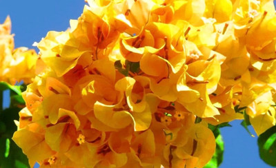 SKDIYA Baugainvillea Plant(Hybrid, Pack of 1)