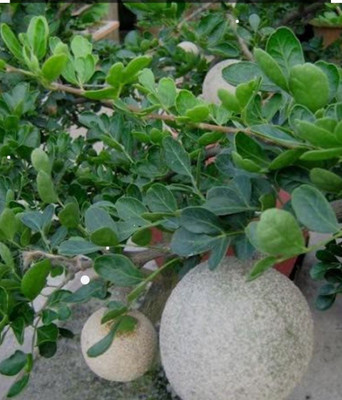 KrishnaNursery Bel Plant(Hybrid, Pack of 1)