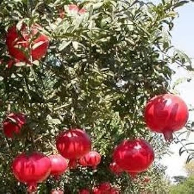 GLOBQRO Pomegranate Plant(Hybrid, Pack of 1)