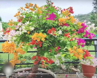 NEW DEBNATHNURSERY Bougainvillea Plant(Hybrid, Pack of 1)