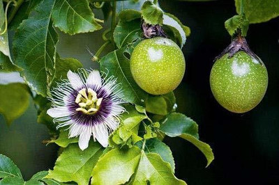 LeaflinksPlants Passion Plant(Hybrid, Pack of 1)