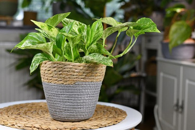 MondalNursery Money Plant(Hybrid, Pack of 1)