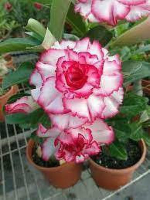 Aquinnah Adenium Plant(Hybrid, Pack of 1)