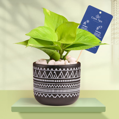 Floweraura Money Plant(Pack of 1)