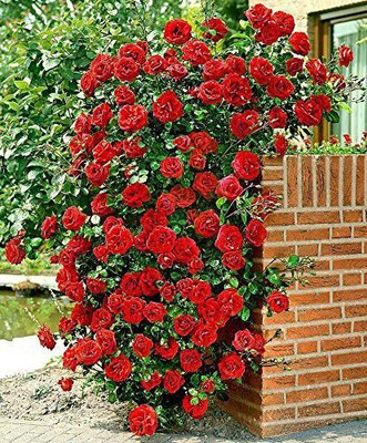 KUMUBON Rose Plant(Hybrid, Pack of 1)