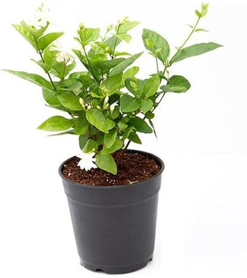 Guruji Plantation Jasmine Plant(Hybrid, Pack of 4)