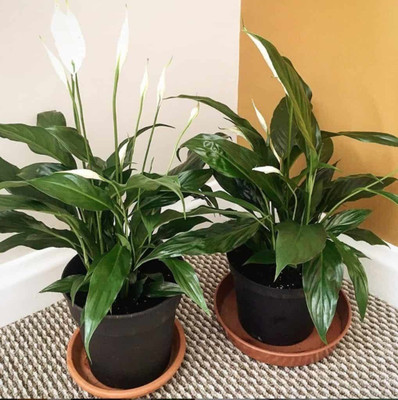 KNursery Peace Lily Plant(Hybrid, Pack of 1)