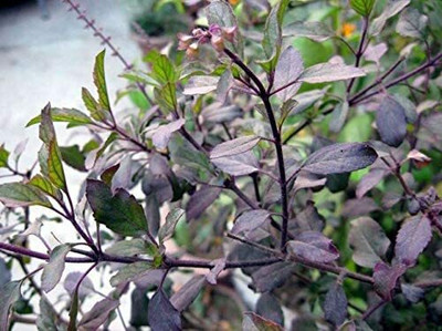 Aywal Black Tulsi Seed(90 per packet)