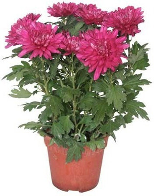 LeafLinkPlants Chrysanthemums/ Guldavari Plant(Hybrid, Pack of 1)