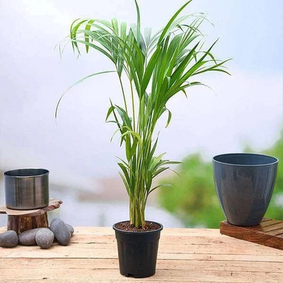 MAITRA AND SONS Areca Plam(Hybrid, Pack of 1)