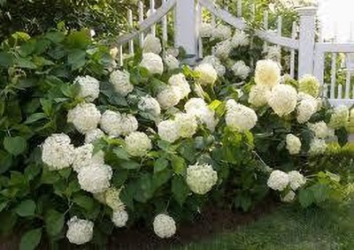 ZOOMGREEN Hydrangea Plant(Hybrid, Pack of 1)