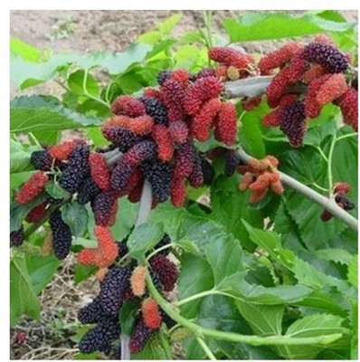 Treeicks Shahtoot/Mulberry Plant(Hybrid, Pack of 1)