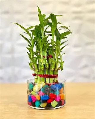 BloomShadow Lucky Bamboo Plant(Hybrid, Pack of 1)