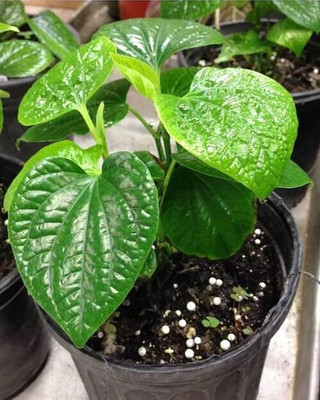 AFARTIOBINA Betel Leaf Plant(Hybrid, Pack of 1)