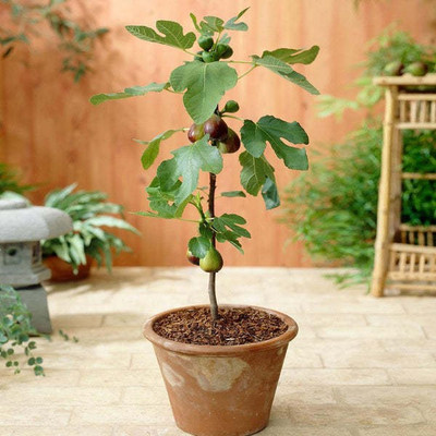 GreenyOn Gular/Cluster Fig Plant(Hybrid, Pack of 1)