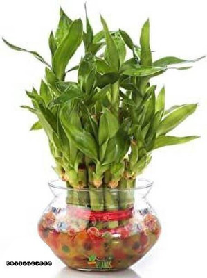 SKDIYA Two Layer Bamboo Plant(Hybrid, Pack of 1)