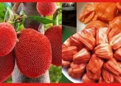 GreenyOn Jackfruit Plant(Hybrid, Pack of 1)