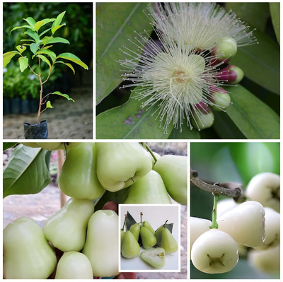 Cloud Farm Wax Apple White Wax Fruit(Hybrid, Pack of 1)