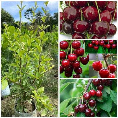 Cloud Farm Cherry Fruit Plant(Hybrid, Pack of 1)