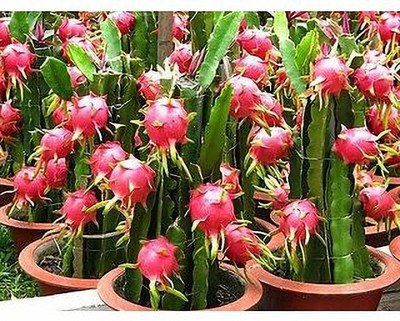 PickPlant Dragon Tree(Hybrid, Pack of 1)