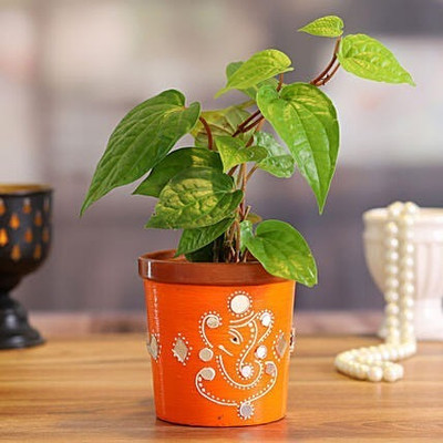 SBGARDEN Betel Leaf Plant(Hybrid, Pack of 1)