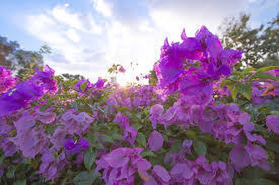 GreenyOn Bougainvillea Plant(Hybrid, Pack of 1)