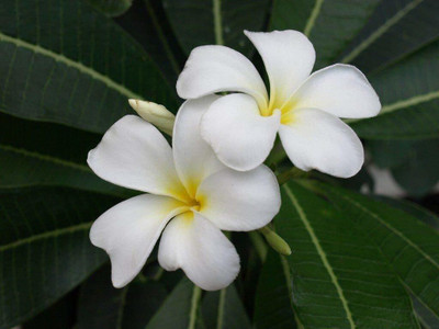 MHIMI Plumeria Plant(Hybrid, Pack of 1)