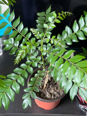 LIFELEX Curry Tree, Curry Leaf, Curry Patta, Kari patta, Sweet neem, Meetha Neem Plant Seed(15 per packet)