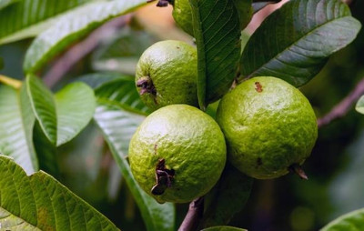 BEWPOLENA Guava Plant(Hybrid, Pack of 1)